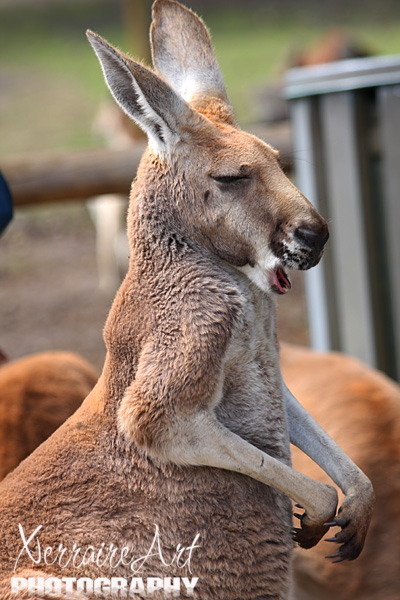 It was funny to see the kangaroos yawning and scratching themselves