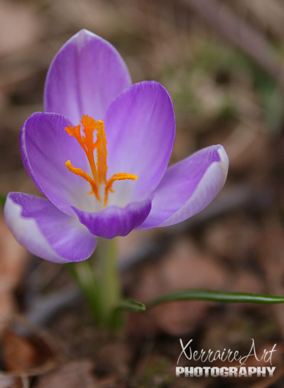 Crocus Signals Spring