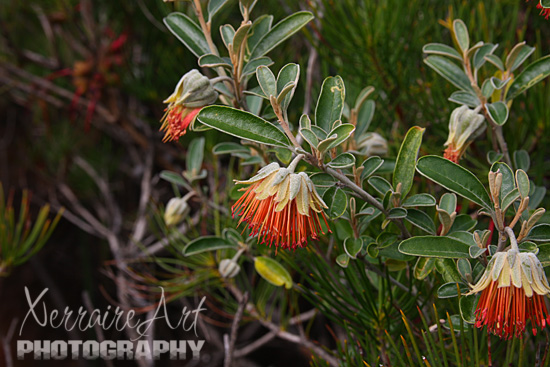Castle Rock Wildflowers