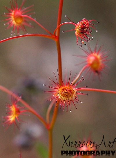 More wildflowers