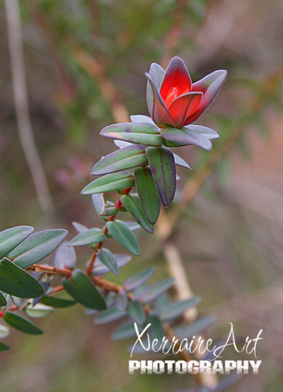 Darwinia Citradora