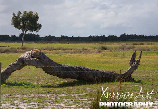 Paddock at Whiteman Park