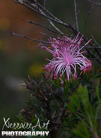 Isopogon