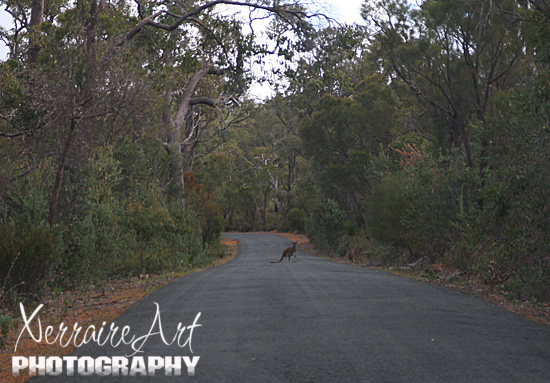 Driving again, we spotted more kangaroos!