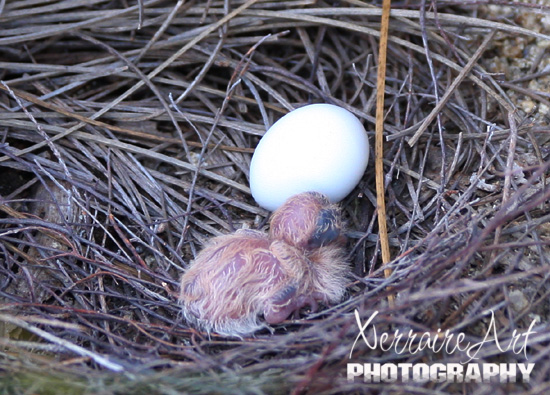 Bronzewing pigeon egg and hatchling
