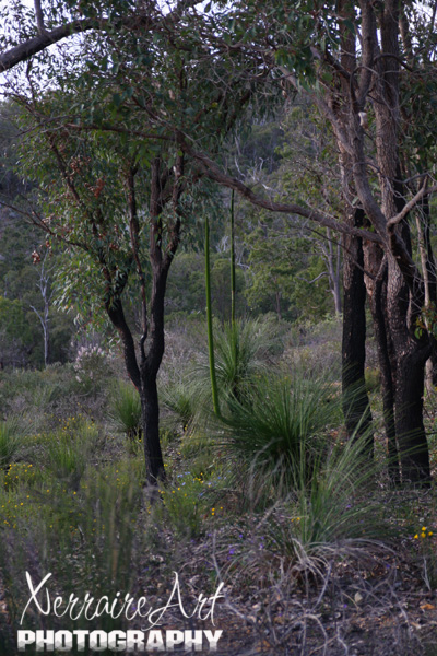 Grass trees with flowering spikes