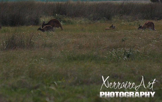 Kangaroos at Whiteman Park