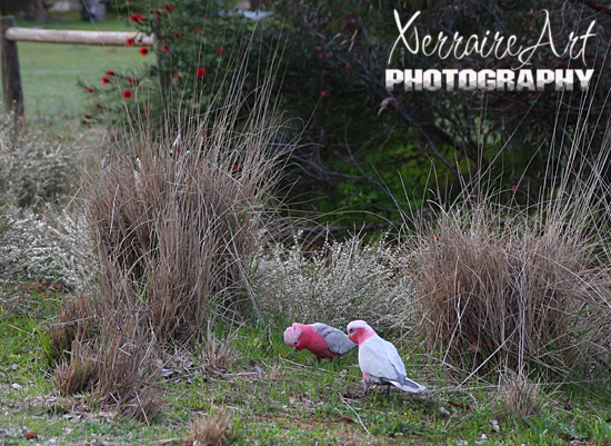 Galahs by the side of the road