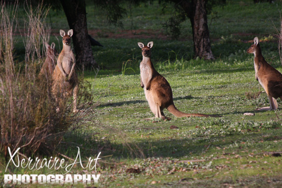 More kangaroos