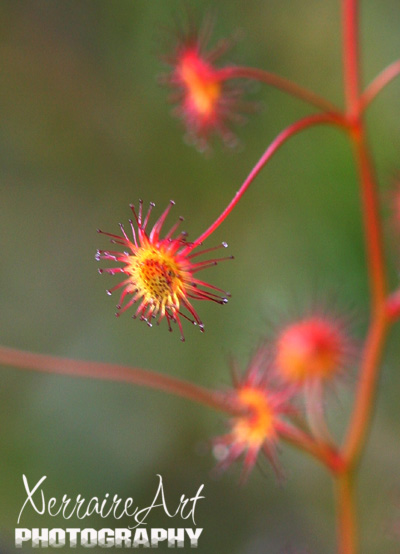 Drosera