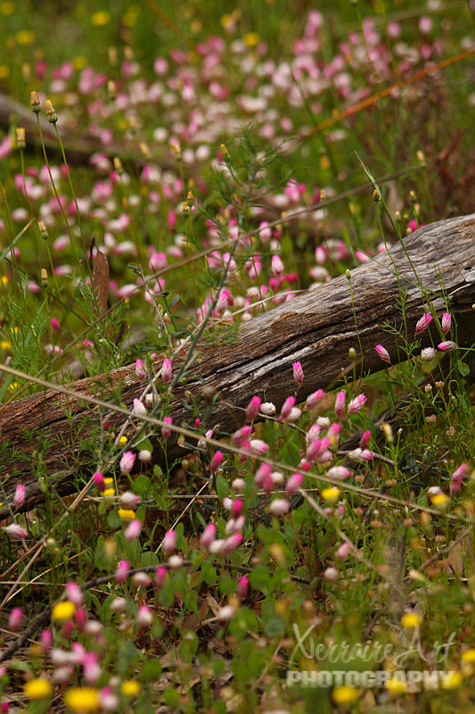 Our first stop had everlastings but it had been cloudy all morning, and they were closed.