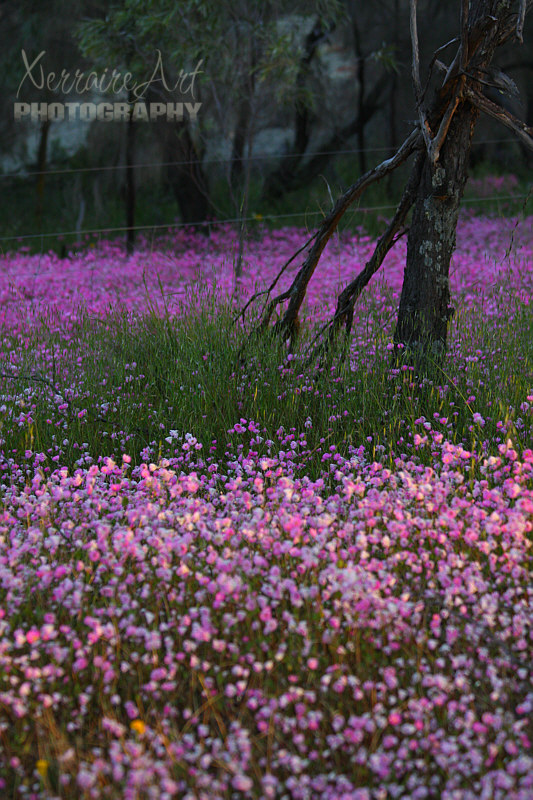 As far as the eye could see, everlastings.