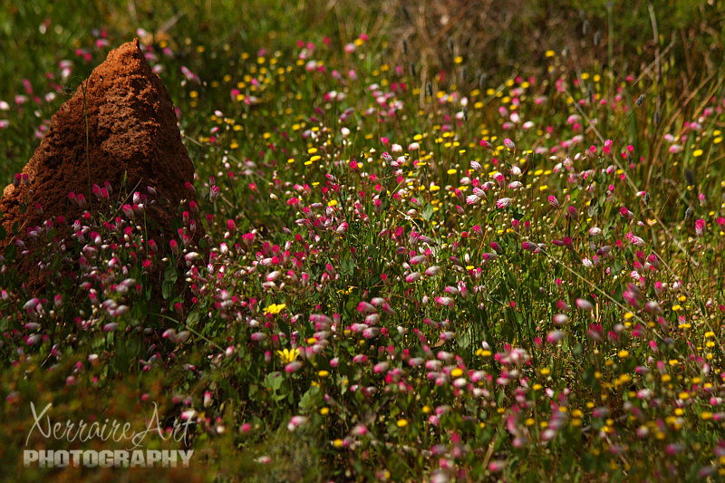 Some wanted to open, like this patch by the termite mound.