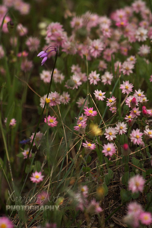 Quite a few were opening here and playing with the other flowers. Loved the mix.