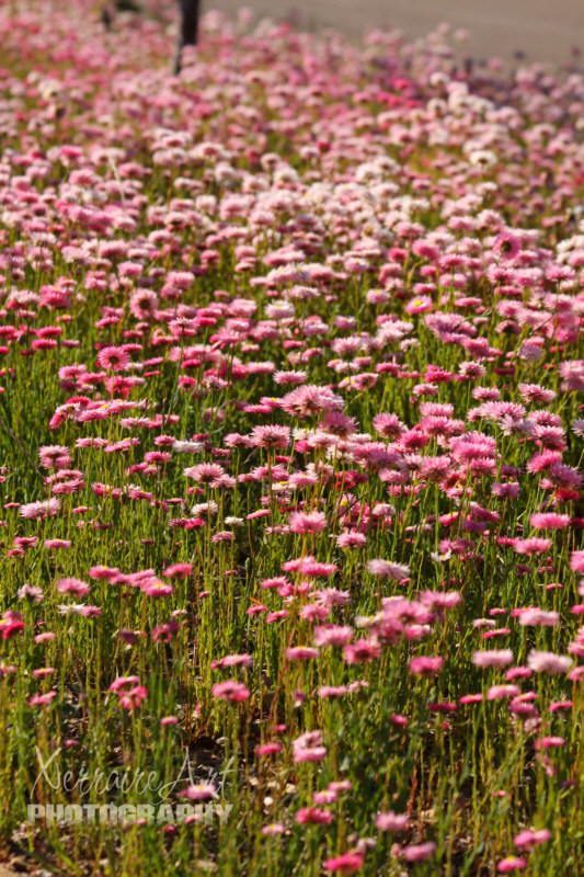 So then we get to Wongan Hills. They always have everlastings...well, because they plant them.