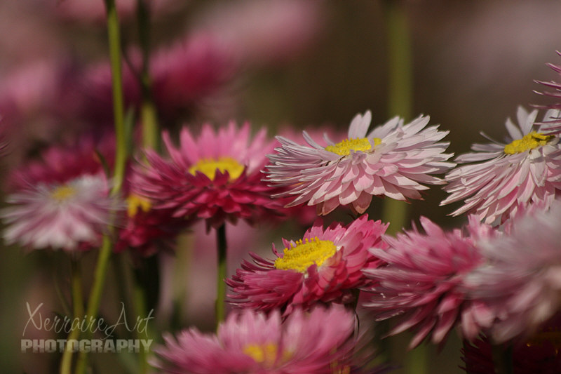 I didn't care, I was so excited to see OPEN everlastings. They are such lovely gems.