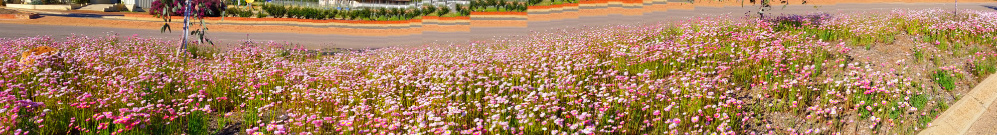 And what do you do when you see so many everlastings?