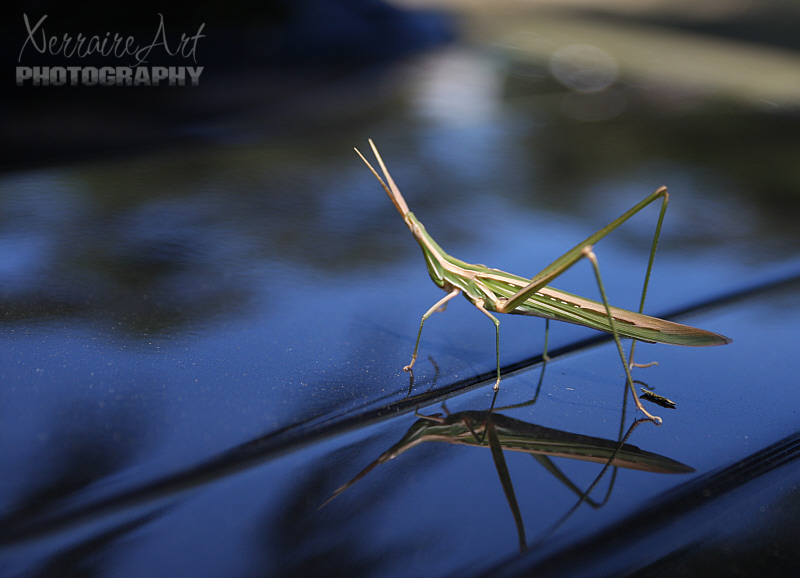 grasshopperreflections