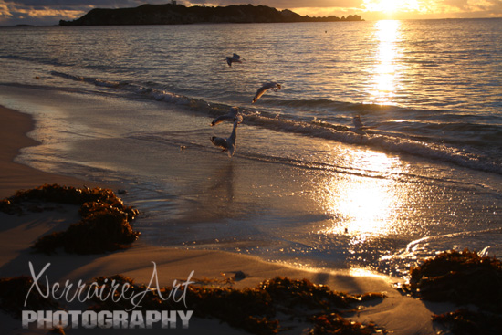 Gulls at the beach