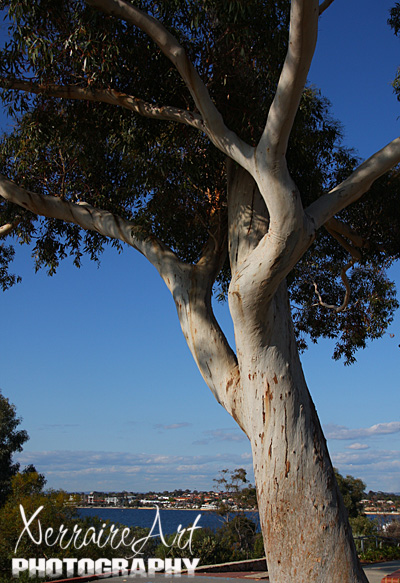 Lovely spot for Heath Ledgers Memoria