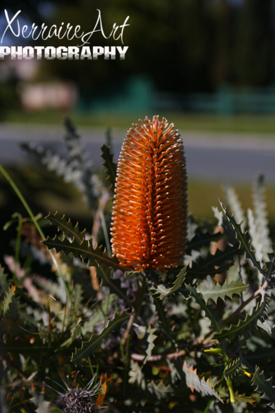 A banksia flower in his garden