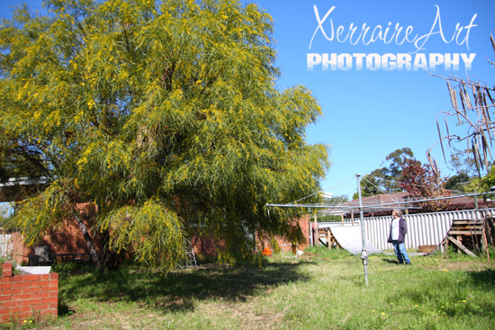 An acacia tree in the back yard that John says will go full yellow flowers soon