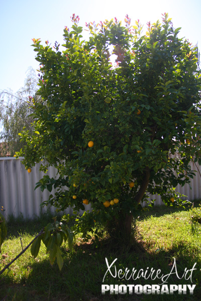 John also has a lemon tree in his back yard