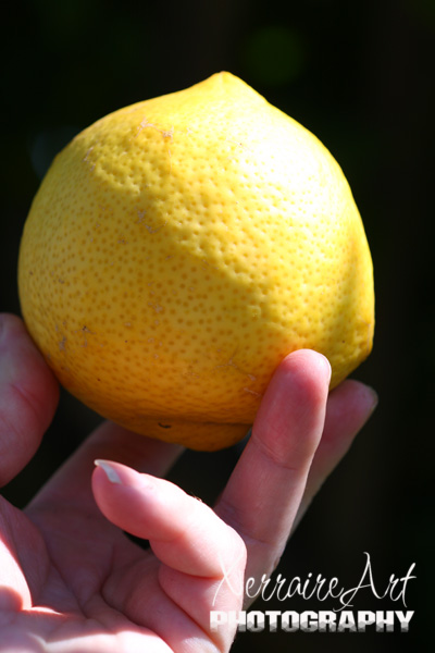 The lemons are really big