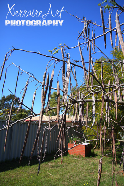 Drumstick tree