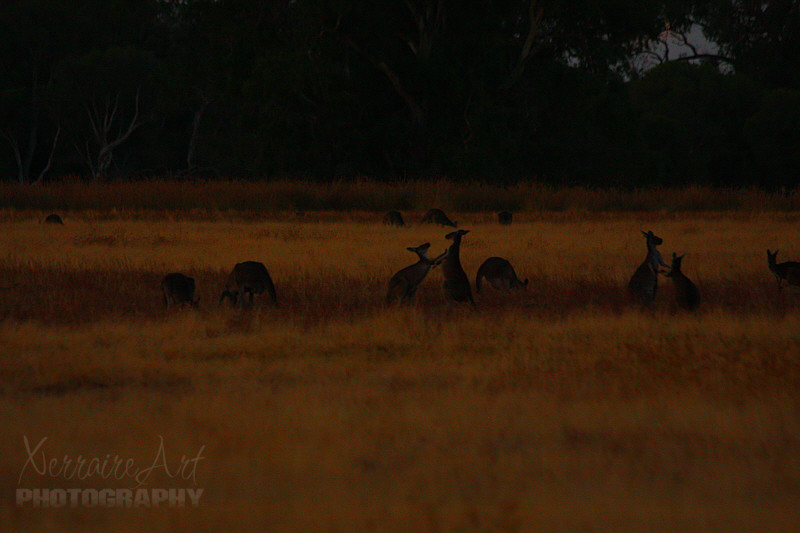 Sunset at Whiteman Park