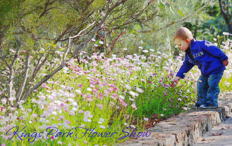 A little boy tries to pick the everlastings at the Kings Park Flower show.