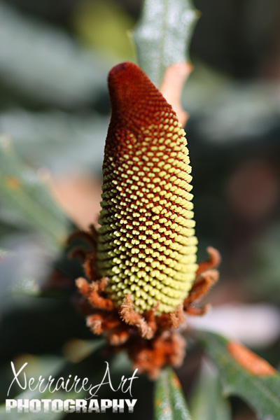 Creeping banksia bud