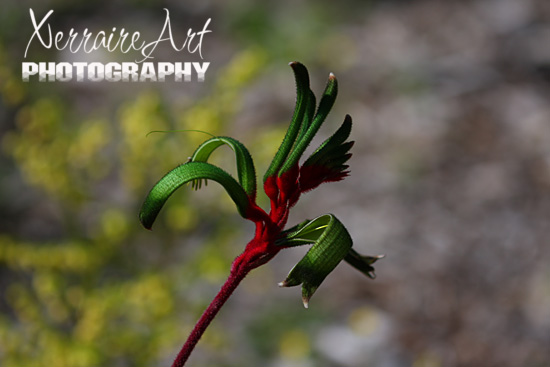 Red and Green Kangaroo Paw