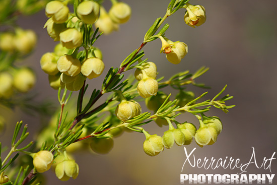 Boronia