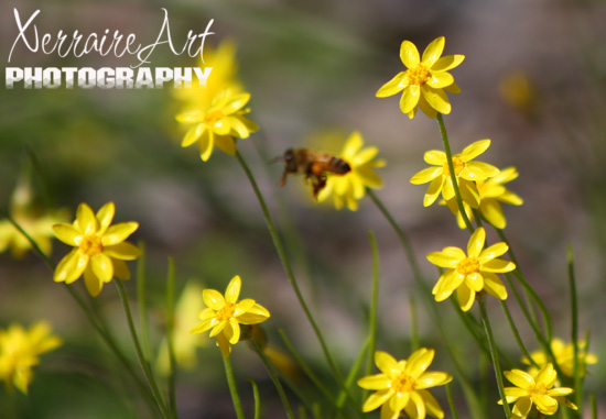 Yellow Everlastings