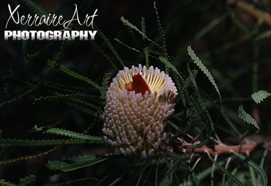 Banksia