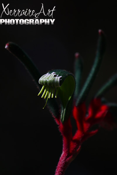 Red and Green Kangaroo Paw, Western Australia's State floral emblem