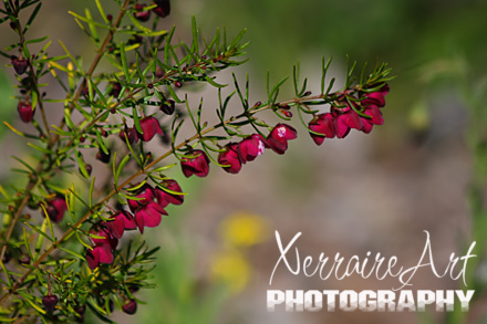 Boronia