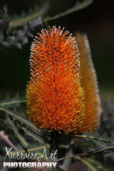 Banksia