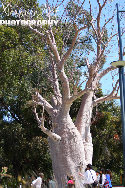 Boab Tree