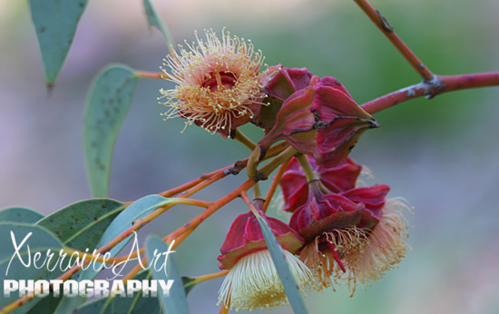 Gum Flower