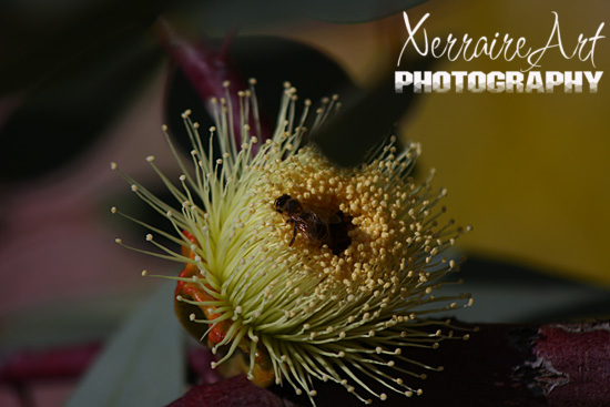 Gum Tree Flower