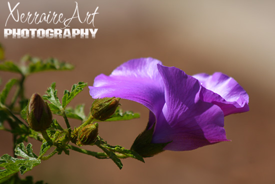 Native Hibiscus