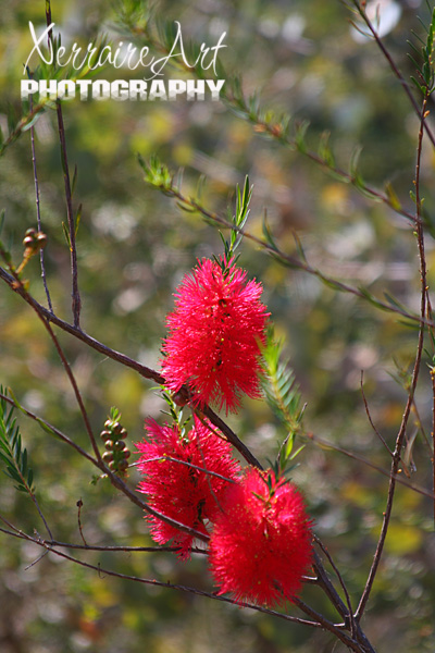 Bottle Brush