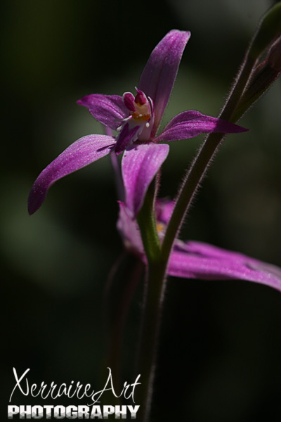 My absolute favorite, Pink Fairy Orchids