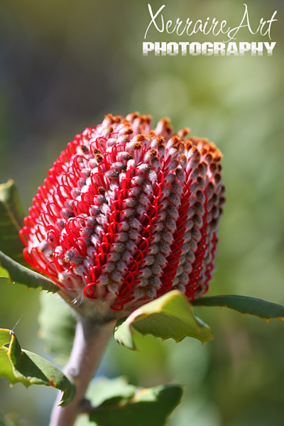 Albany Banksia