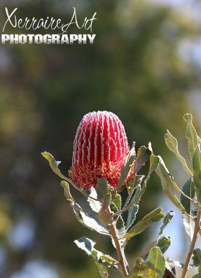 Firewood Banksia