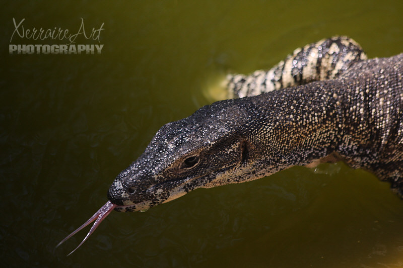 lacemonitor2