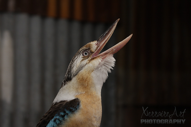 laughingkookaburra