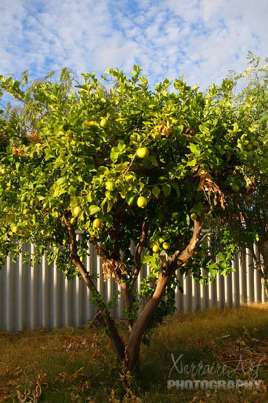Some might not know that John and I have a lemon tree. I think it was already here when he bought the house.